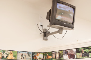Television